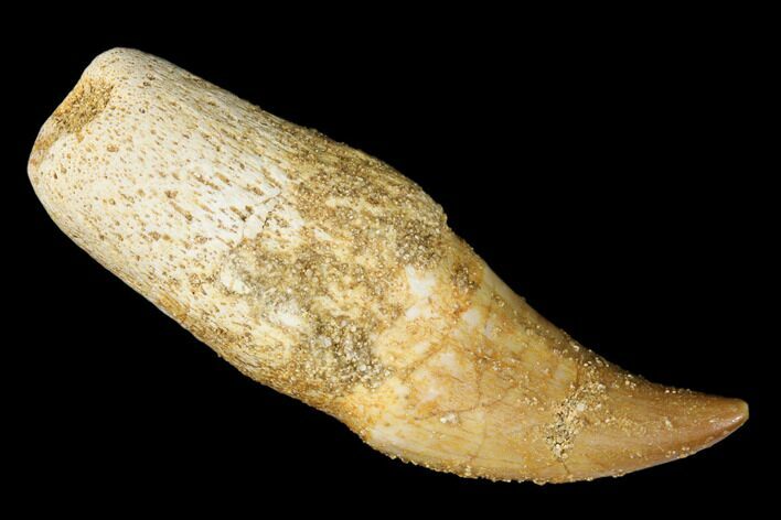 Fossil Rooted Mosasaur (Halisaurus) Tooth - Morocco #174286